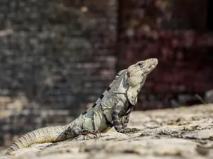 Body Prints: Iguana at Great Acropolis, Edzna Archaeological Site, Campeche State, Mexico