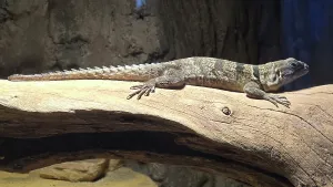 Aquarium Prints: Iguana, Tampa Aquarium, United States of America