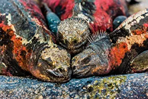 Togetherness Prints: Iguanas, Espanola Island, Galapagos Islands, Ecuador, South America