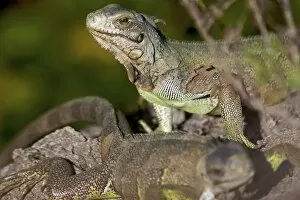 Iguanas on Ile Royale, French Guiana, s outh America