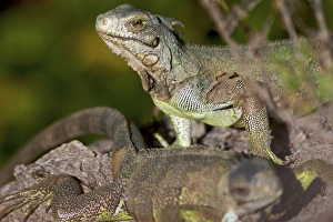 Images Dated 7th December 2009: Iguanas on Ile Royale, French Guiana, South America