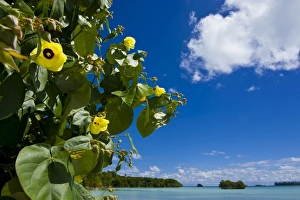 Images Dated 3rd September 2008: Ile des Pins, New Caledonia, Melanesia, South Pacific, Pacific