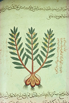 Illustrated Prints: Illustrated manuscript showing plant