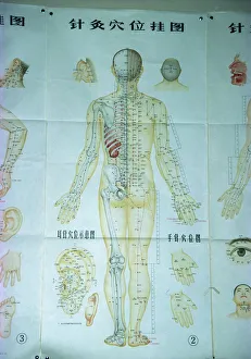 Education Prints: Illustration showing acupuncture points, China, Asia