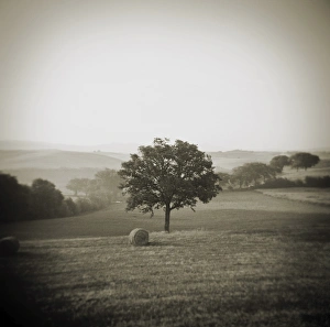 Image taken with a Holga medium format 120 film toy