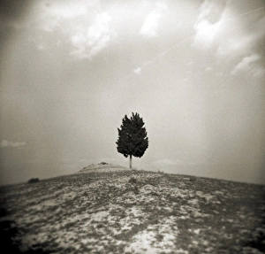 Image taken with a Holga medium format 120 film toy