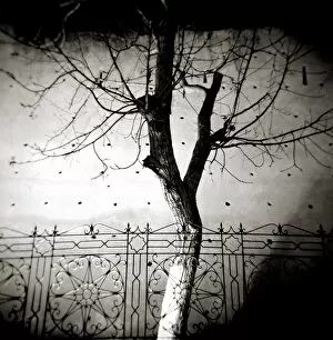 Monochrome Collection: Image taken with a Holga medium format 120 film toy