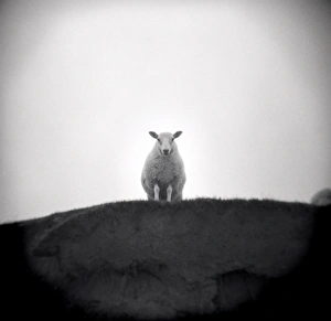 Monochrome Gallery: Image taken with a Holga medium format 120 film toy