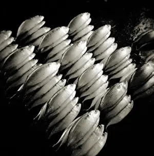 Image taken with a Holga medium format 120 film toy camera of freshly-caught fish on slab in fish market, Stonetown, Zanzibar, Tanzania, East