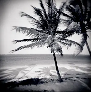 Image taken with a Holga medium format 120 film toy camera of palm trees by the beach at Bweju
