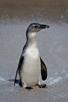 Images Dated 26th October 2007: Immature African penguin (Spheniscus demersus), Simons Town, South Africa, Africa