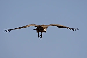 Images Dated 4th October 2007: Immature African white-backed vulture (Gyps africanus) on approach, Masai Mara National Reserve
