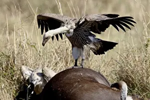 Buffalo Prints: Immature African white-backed vulture (Gyps africanus) atop a Cape buffalo