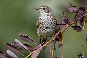 Columbus Prints: Immature American robin (Turdus migratorius), Columbus, Montana, United States of America