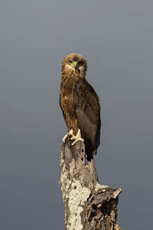 Tsavo Prints: Immature bateleur (Terathopius ecaudatus), Tsavo, Kenya, East Africa, Africa