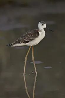 Black Winged Stilt Prints: Immature black-winged stilt (Himantopus himantopus), Kgalagadi Transfrontier Park