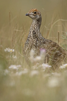 Images Dated 13th August 2008: Immature blue grouse (Dendragapus obscurus), Waterton Lakes National Park