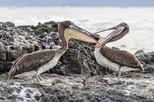 Young Animals Prints: Immature brown pelicans (Pelecanus occidentalis) inspecting each others bills at Puerto Egas