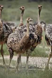 Flightless Bird Gallery: Immature common ostrich (Struthio camelus), Kgalagadi Transfrontier Park, South Africa