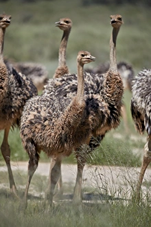 Flightless Bird Gallery: Immature common ostrich (Struthio camelus), Kgalagadi Transfrontier Park, South Africa