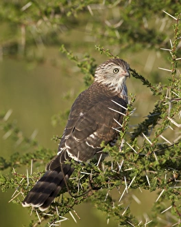 Serengeti Prints: Immature Gabar goshawk (Micronisus gabar)