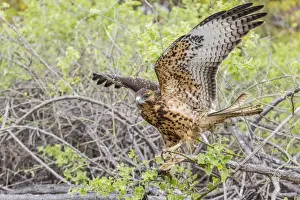 Immature Galapagos hawk (Buteo galapagoensis) in Urbina Bay, Isabela Island, Galapagos Islands, Ecuador, South America