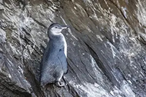 Isabela Island Prints: Immature Galapagos penguin (Spheniscus mendiculus) at Tagus Cove