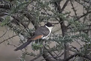 Serengeti Prints: Immature great spotted cuckoo (Clamator glandarius)