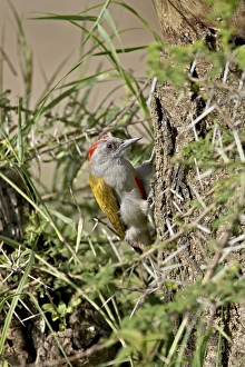 Images Dated 9th February 2007: Immature grey woodpecker (Dendropicos goertae), Serengeti National Park
