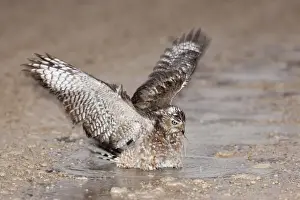 Wing Span Prints: Immature Southern Pale Chanting Goshawk (Melierax canorus) bathing after rain