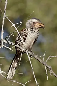 Tockus Leucomelas Prints: Immature Southern yellow-billed hornbill (Tockus leucomelas), Kruger National Park