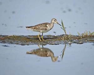 Serengeti Prints: Immature wood sandpiper (Tringa glareola)