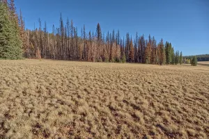 Loss Prints: Impact of the dragon bravo wildfire on kaibab national forest in 2025