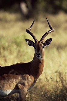 Mala Mala Prints: Impala (Aepyceros melampus)