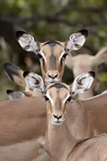 Impala (Aepyceros melampus) adult and juvenile females, Kruger National Park
