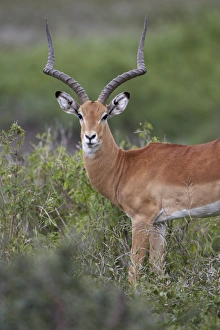 Antler Prints: Impala (Aepyceros melampus) buck, Serengeti National Park, Tanzania, East Africa, Africa
