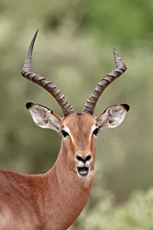 Safari Animals Gallery: Impala (Aepyceros melampus) buck chewing its cud, Kruger National Park
