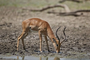 Horned Prints: Impala (Aepyceros melampus) buck drinking, Selous Game Reserve, Tanzania, East Africa