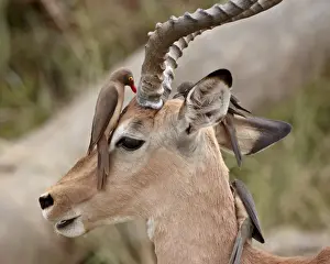 Symbiosis Prints: Impala (Aepyceros melampus) buck with red-billed oxpecker (Buphagus erythrorhynchus)