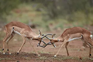 Impala (Aepyceros melampus) bucks sparring, Kruger National Park, South Africa, Africa