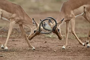Confrontation Gallery: Impala (Aepyceros melampus) bucks sparring, Kruger National Park, South Africa, Africa