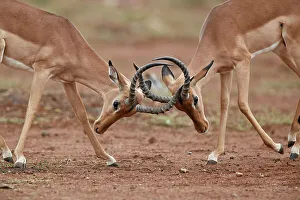 Confrontation Gallery: Impala (Aepyceros melampus) bucks sparring, Kruger National Park, South Africa, Africa