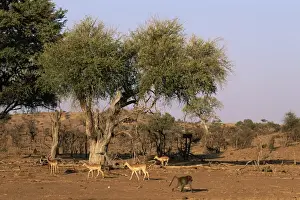 Baboon Prints: Impala (Aepyceros melampus) and Chacma baboon (Papio ursinus), Mashatu Game Reserve