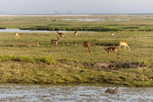 Antelope Prints: Impala (Aepyceros melampus), Chobe National Park, Botswana, Africa
