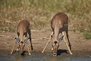 Refreshment Prints: Impala (Aepyceros melampus) doe and calf drinking, Kruger National Park, South Africa
