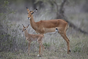 Impala (Aepyceros melampus) doe and minutes-old calf, Ngorongoro Conservation Area