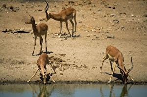 Impala (Aepyceros melampus) drinking, Mashatu Game Reserve, Botswana, Africa
