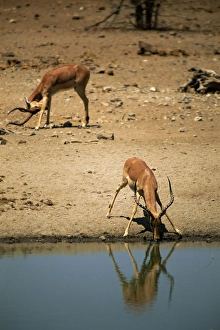 Impala (Aepyceros melampus) drinking, Mashatu Game Reserve, Botswana, Africa