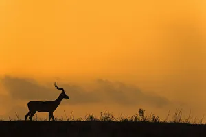 Antelope Prints: Impala (Aepyceros melampus) at dusk, Zimanga game reserve, KwaZulu-Natal, South Africa