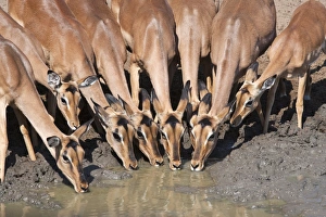 Bovidae Prints: Impala (Aepyceros melampus), females at waterhole